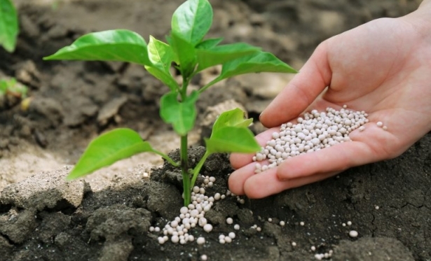 Inscrições para agricultores de Pará de Minas interessados em receber fertilizante sustentável estão abertas